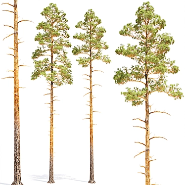 Pine 5 Low Poly Tree Bundle 3D model image 1 