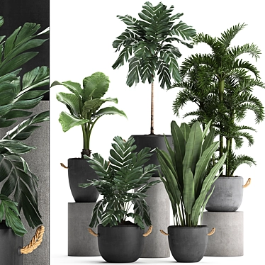 Exotic Plant Collection 3D model image 1 