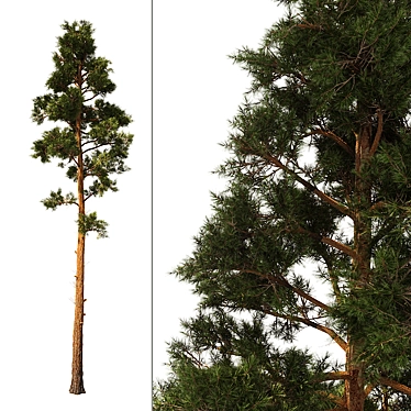 Title: SpeedTree Enhanced Pine Model 3D model image 1 