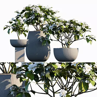 Fragrant Gardenia in Pots 3D model image 1 