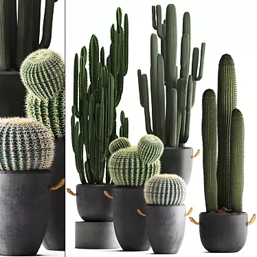 Cactus collection 411. Echinocactus, cereus, Carnegie, Barrel cactus, indoor plants, concrete pot