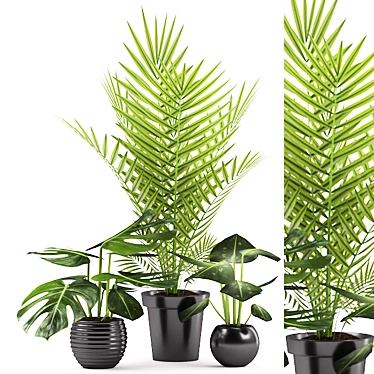 Monstera Palm Plant with Black Pot 3D model image 1 