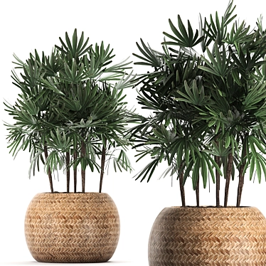 Exotic Raphis Palm Collection 3D model image 1 