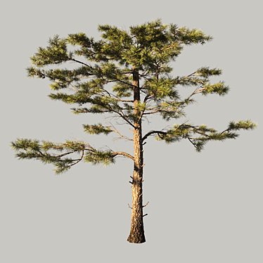 Title: Evergreen HuangshanPine - Lifelike Nature Masterpiece 3D model image 1 