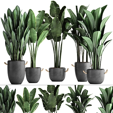 Exotic Plant Collection: Banana Palm & Ravenala 3D model image 1 