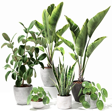 Tropical Greenery Set: Sansevieria, Japanese Banana, Rubber Tree, Pilea 3D model image 1 