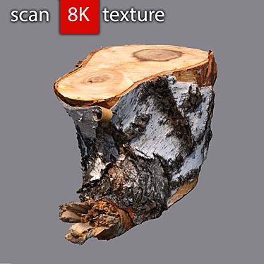 Stump 3 - Detailed Photogrammetry Model 3D model image 1 