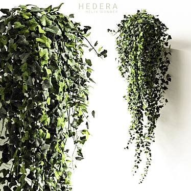 Ivy Wonder Long - Beautiful Hanging Plant 3D model image 1 