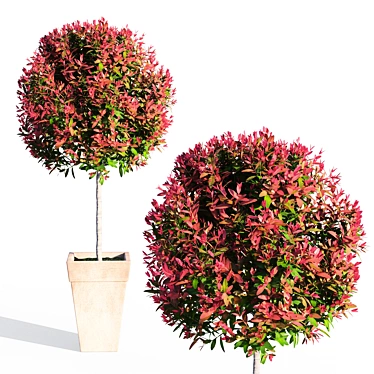 Compact Red Robin Photinia 3D model image 1 