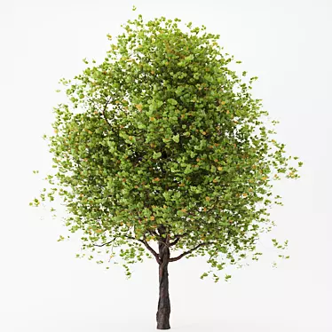 Lush Maple Tree - 10m Height 3D model image 1 