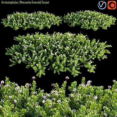 Arctostaphylos Emerald Carpet: Versatile Groundcover 3D model image 1 