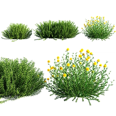 Santolina Rosmarinifolia Grass: Versatile, High-Quality 3D Model 3D model image 1 