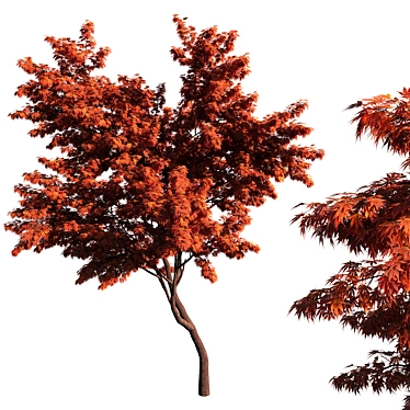 Elegant Japanese Acer Palmatum 3D model image 1 