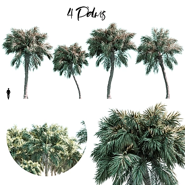 Tropical Palm Set 3D model image 1 