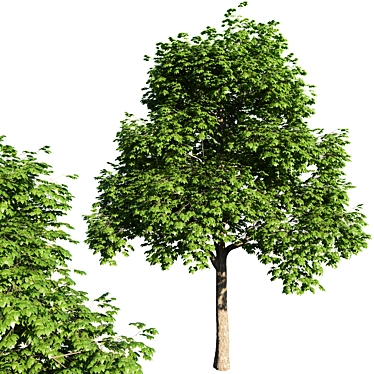 Maple Tree 2014 3D model image 1 