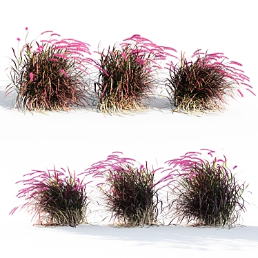 Vibrant Red Pennisetum in Breezy Dance 3D model image 1 