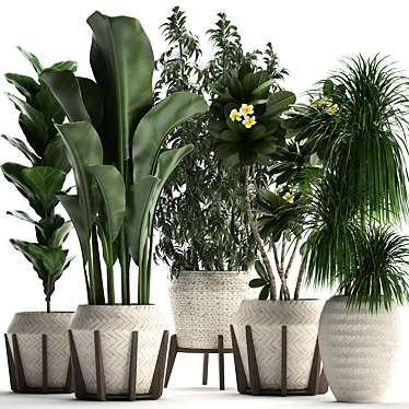 Exotic Plant Collection 425: Frangipani, Plumeria, Dracaena, Bamboo 3D model image 1 