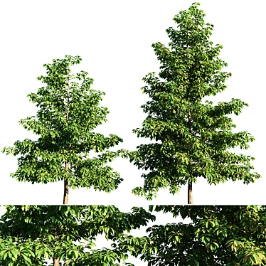 Elegant Nyssa Sylvatica Tree 3D model image 1 