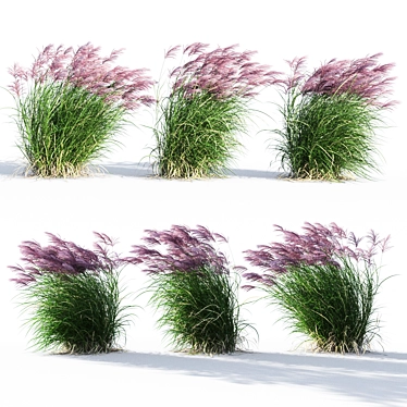 Ruby Red Maiden Grass: Majestic Beauty in the Breeze 3D model image 1 