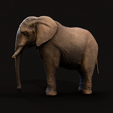 Elephant / Elephant