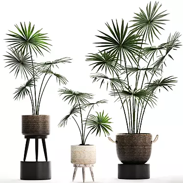 Exotic Houseplants Collection 3D model image 1 