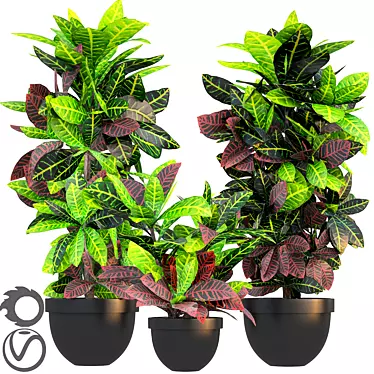 Tropical Croton Variegatum Set 3D model image 1 