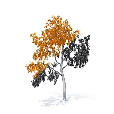Birch No. 1 3D Tree Model 3D model image 1 