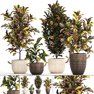 Exotic Collection: Croton Houseplants 3D model image 1 