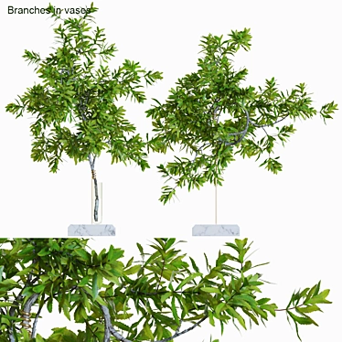 Banksia Branches: Elegant Floral Decor 3D model image 1 