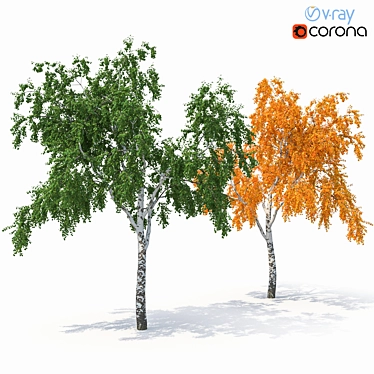 Birch Tree Model (2 Seasons) - Detailed 3D Model for Close-ups and Long Shots 3D model image 1 