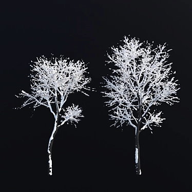 Winter Wonderland: Fraxinus Excelsior - 2 Variations 3D model image 1 