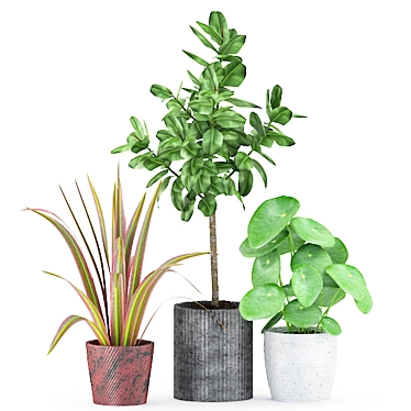 Greenery Bundle: Ficus, Marginata, Peperonia 3D model image 1 