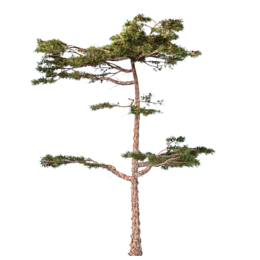 Forest Villa Pine Tree 3D model image 1 