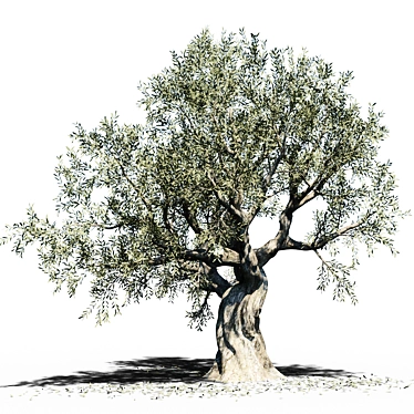  Grown to Perfection: Europa Olea Olive Tree 3D model image 1 