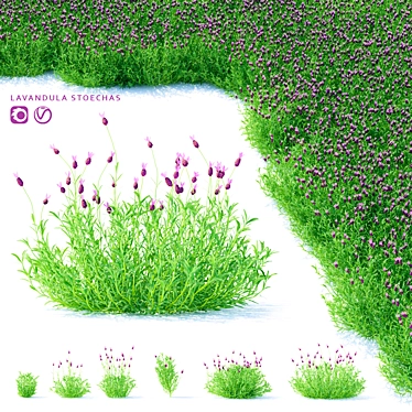 Lush Lavender Blooms | Vibrant Lavandula Stoechas 3D model image 1 