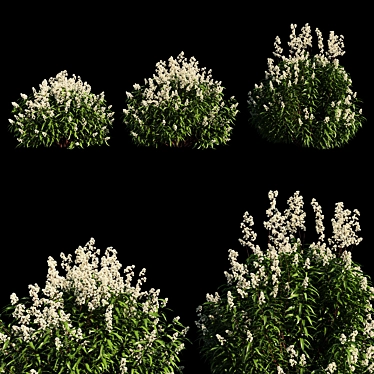 Spiraea Alba Tree: Life-like 3D Model 3D model image 1 