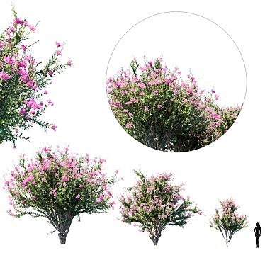 Blooming Beauty Crape Myrtle Set 3D model image 1 