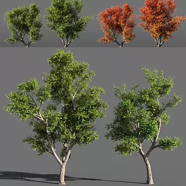  Seasons Tree Pack 3D model image 1 