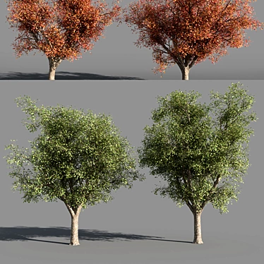Title: 4 Varieties of Summer-Autumn Trees 3D model image 1 