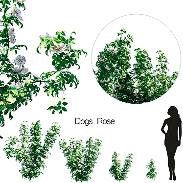 Doge Rose Set: Unleash Pup's Elegance 3D model image 1 