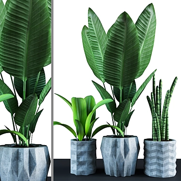 Tropical Trio: Paradise, Ti, Sansevieria 3D model image 1 