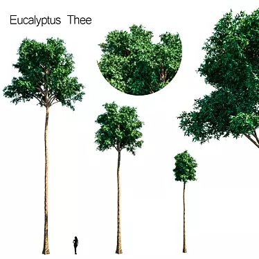 Refreshing Eucalyptus Tea 3D model image 1 