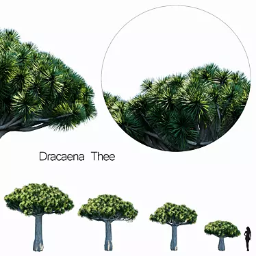 Dracaena set