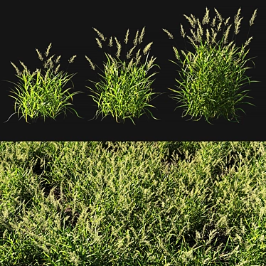 Calamagrostis Grass 3D Model 3D model image 1 