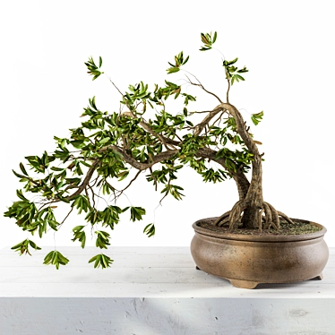 Miniature Broadleaf Bonsai 3D model image 1 