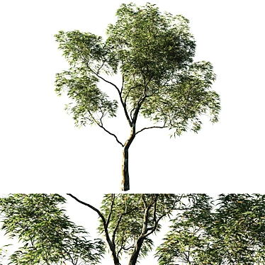 Eucalyptus Saligna 01 - 2014 Design 3D model image 1 