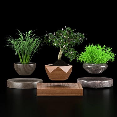 Levitating Plant Collection: Hamedorea, Carmona, Selaginella 3D model image 1 