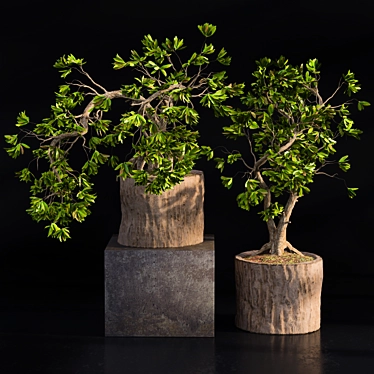 Natural Wood Bonsai Planter 3D model image 1 