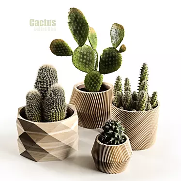 Succulent Sensations: Cactus Collection 3D model image 1 