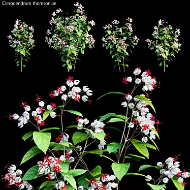 Clerodendrum 01: High-Poly 3D Model 3D model image 1 